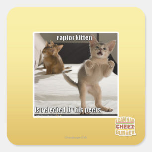 Sticker Carré Chaton de Raptor