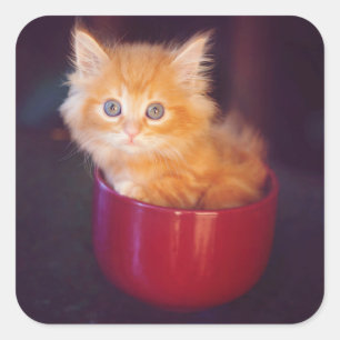 Sticker Carré Chaton orange dans une tasse rouge