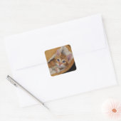 Sticker Carré Chaton Orange Tuced Dans Lit (Enveloppe)