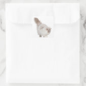 Sticker Carré Chaton persan (3 mois) (Sac)