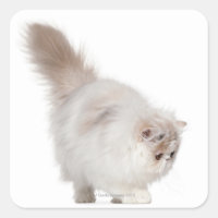 Chaton persan (3 mois)