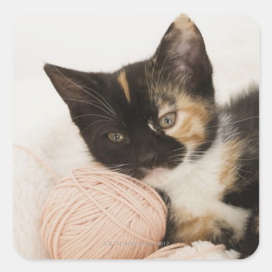 Sticker Carré Chaton posé sur une boule de corde (Devant)