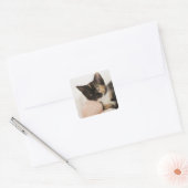 Sticker Carré Chaton posé sur une boule de corde (Enveloppe)