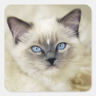 Sticker Carré Chaton Ragdoll