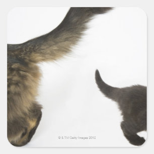 Sticker Carré Chaton regardant la queue de sa mère