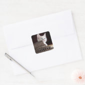 Sticker Carré chaton romain (Enveloppe)