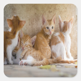 Sticker Carré Chaton tigré orange et blanc/Ajoutez la photo de v