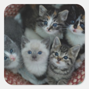 Sticker Carré Chatons Dans Un Panier