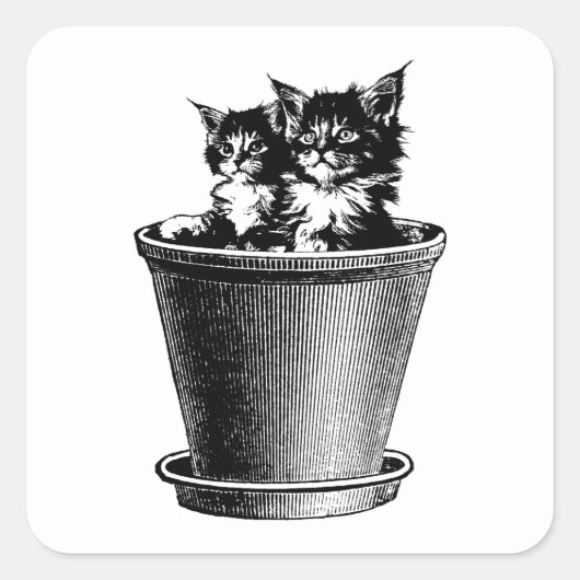 Sticker Carré Chats Chatons Chatons En Pot Fleur Animaux Animaux (Devant)