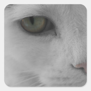 Sticker Carré Chats noirs et blancs