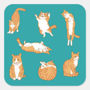 Sticker Carré Chats orange drôles