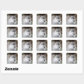 Sticker Carré Chatte Ragdoll (Feuille)
