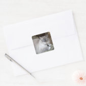 Sticker Carré Chatte Ragdoll (Enveloppe)