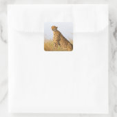 Sticker Carré Cheetah (Sac)