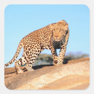 Sticker Carré Cheetah