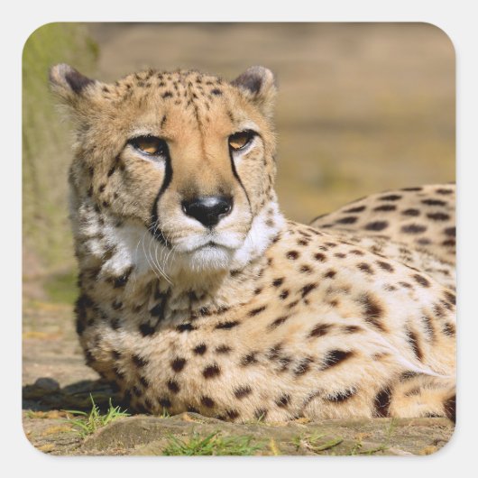 Sticker Carré Cheetah africain allongé sur terre (Devant)
