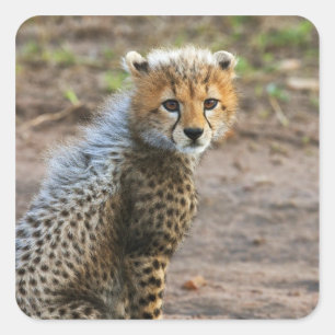 Sticker Carré Cheetah Cub Acinonyx Jubatus)