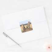 Sticker Carré Cheetah Cubs (Enveloppe)