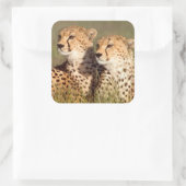 Sticker Carré Cheetah Lying (Sac)