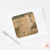 Sticker Carré Cheetah on small mound for better visibility (Enveloppe)