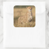 Sticker Carré Cheetah on small mound for better visibility (Sac)