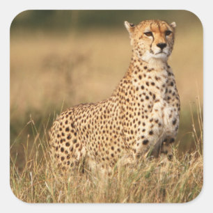 Sticker Carré Cheetah on small mound for better visibility