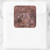 Sticker Carré Cheetah Stare (Sac)