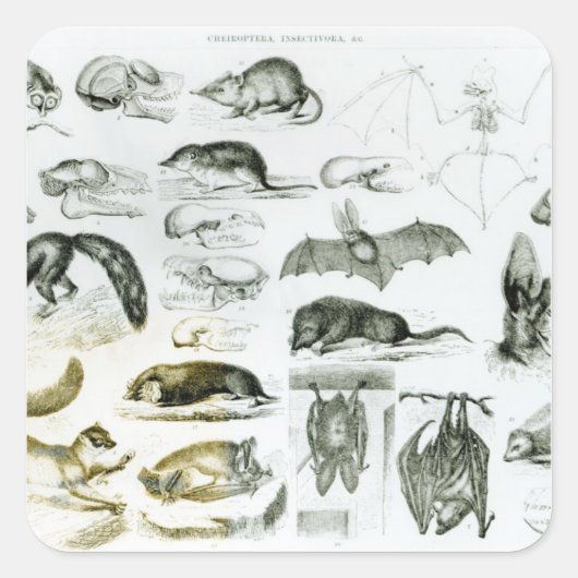Sticker Carré Cheiroptera, Insectivora (Devant)