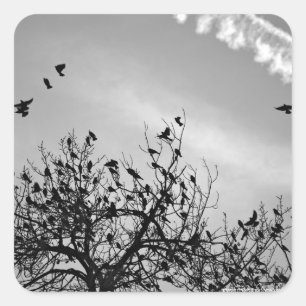 Sticker Carré Chemin de vol