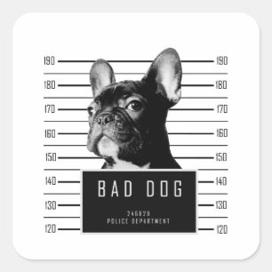 Sticker Carré Chemise de Mugshot de Chien-taureau français