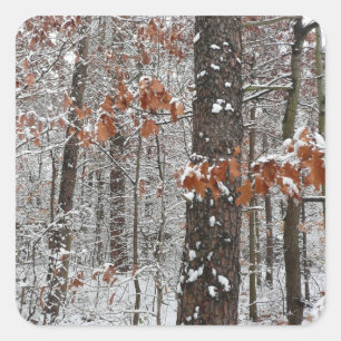 Sticker Carré Chênes couverts de neige hiver Photographie de la 