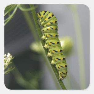 Sticker Carré Chenille de swallowtail noir (ver de persil) sur A