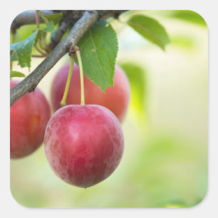 Sticker Carré Cherry plum
