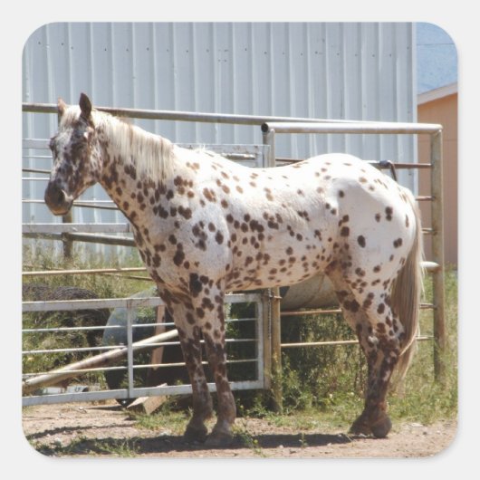 Sticker Carré Cheval Appaloosa Brown tacheté (Devant)
