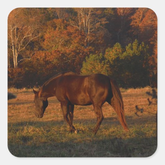 Sticker Carré Cheval Brown rouge, bois d'automne. (Devant)