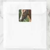 Sticker Carré Cheval Buckskin Morgan (Sac)