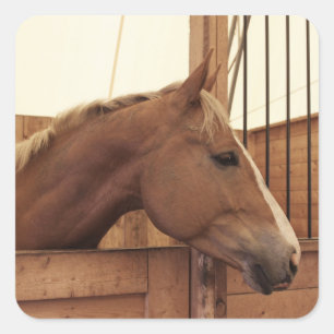 Sticker Carré Cheval de châtaignes avec lame en décrochage