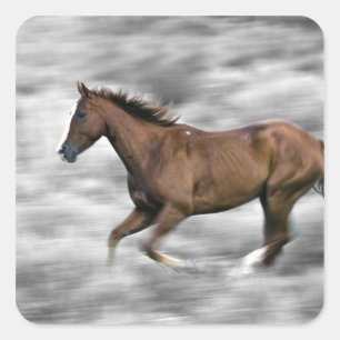 Sticker Carré Cheval de course