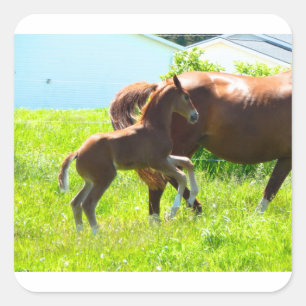 Sticker Carré Cheval Pony Baby Fote mignonne