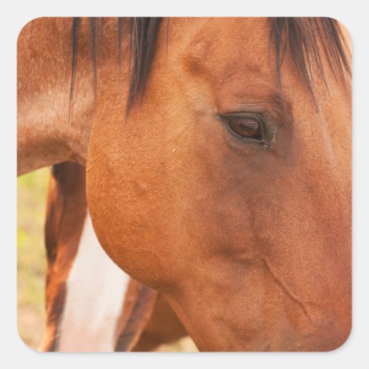 Sticker Carré Cheval Se Cache Derrière Le Cheval (Devant)