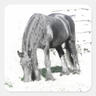 Sticker Carré Cheval Stallion Friésien Animal Nature Noir blanc