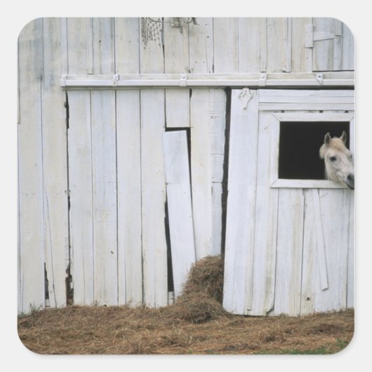 Sticker Carré Cheval Sticking Head out Barn Window (Devant)