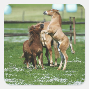 Sticker Carré Chevaux 3