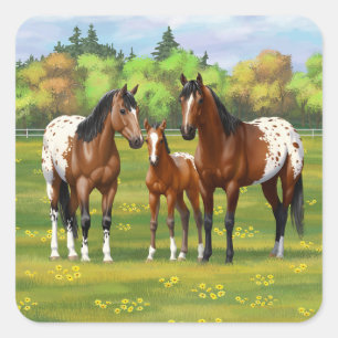 Sticker Carré Chevaux Appaloosa De Baie Brown En Pâturage D'Été