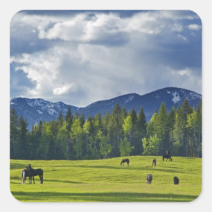 Sticker Carré Chevaux broutent dans un pâturage près de Whitefis