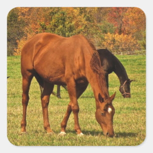 Sticker Carré Chevaux en automne