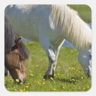 Sticker Carré Chevaux islandais dans l'ouest de l'Islande.