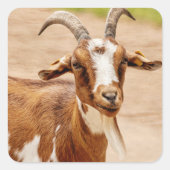 Sticker Carré Chèvre Brown et chèvre blanche (Devant)
