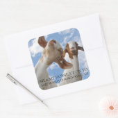 Sticker Carré Chèvre Yoga Sage Cracks (Enveloppe)