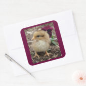 Sticker Carré Chick-A-Dee-Light I de Pâques (Enveloppe)